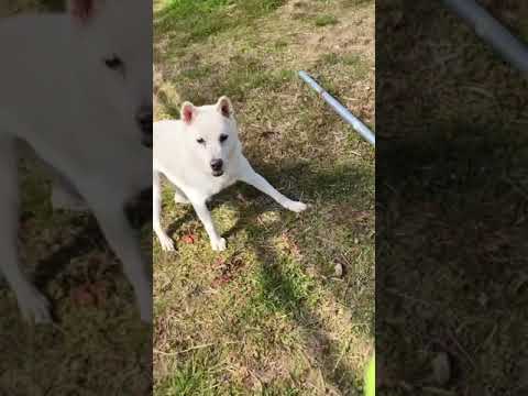 【紀州犬】北斗くん一人ボール遊び(YouTube)
