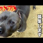 【里親募集】ピットブルとっつぁん(YouTube)