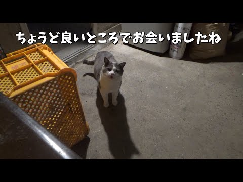 夜中にこっそりご飯をもらいに来た猫(YouTube)