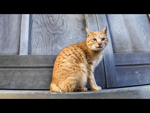 猫島に着いて神社に行くと猫が付いてきた(YouTube)