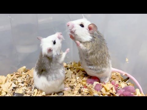 よそのネズミ同士を会わせたら流血事故になってしまった…(YouTube)