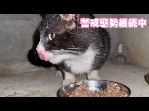 警戒態勢継続中 野良の子猫  2024 03 03 1(YouTube)