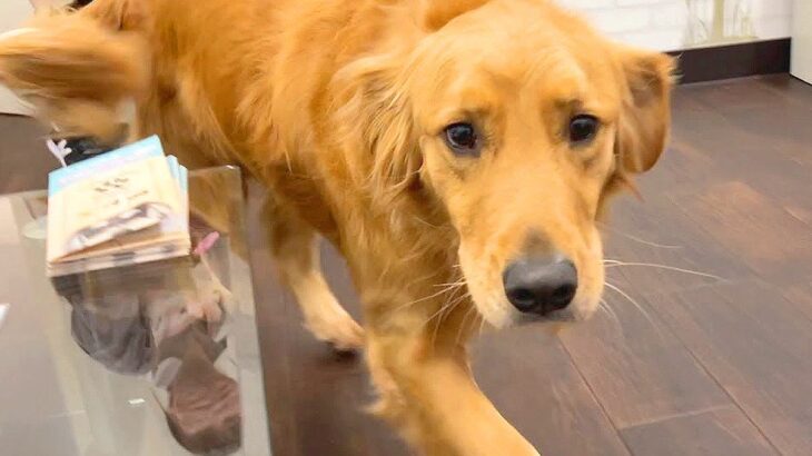 犬が『2日ぶりに家族と再会』したら…激しすぎる”感動のひととき”が19万6000再生「表情ヤバい泣ける」「腹痛いｗ」絶賛と爆笑の声(ブログ)
