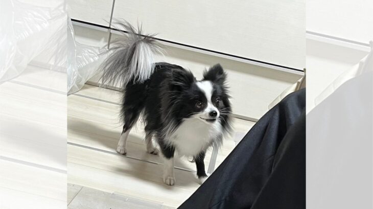 犬が初対面の人にジャーキーをもらった結果→警戒と喜びの狭間で揺れる姿が1.8万いいねを集める！(ブログ)