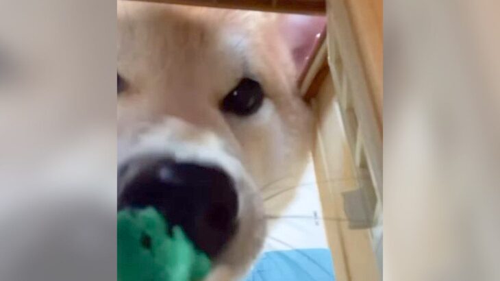 犬を『お人形目線』で撮影してみた結果…”進撃の巨犬”過ぎる光景が178万再生「駆逐できんｗ」「鼻が可愛すぎる」絶賛コメント殺到(ブログ)