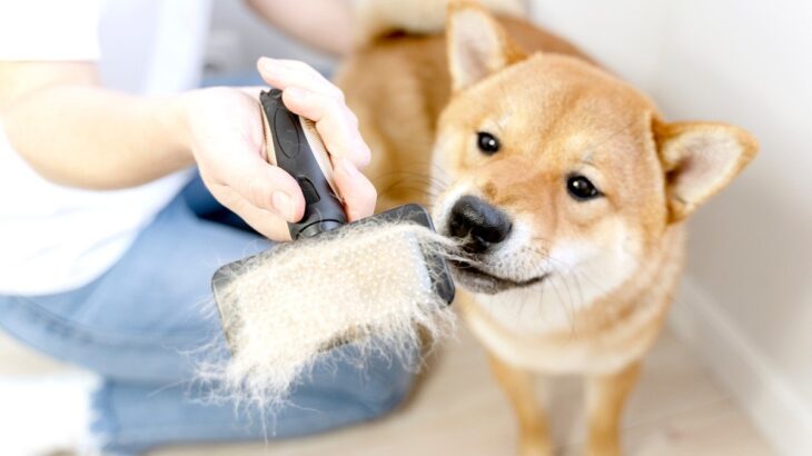 『抜け毛が多い犬種』5選　大量に抜ける毛の対策や日々のケア方法とは(ブログ)
