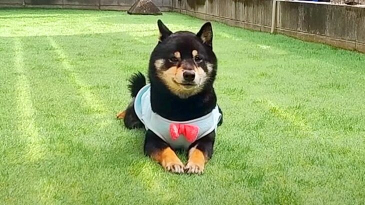 犬のために『ドッグラン』作っていたら…かわいすぎる”お邪魔行動”が121万再生「叱れないｗ」「落ち着き無さすぎて草」と絶賛の声(ブログ)