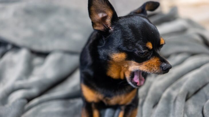 犬の『あくびが多くなる』5つの病気　やたら回数が多いときに注意すべきこととは？(ブログ)