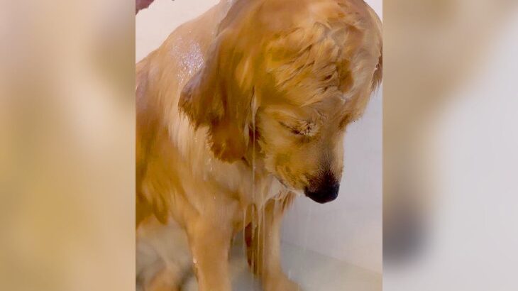 大型犬をシャンプーしていたら…まさかの『限界』を迎える光景が”赤ちゃんすぎる”と85万再生「人の子供みたい」「かわいいｗ」絶賛の声(ブログ)