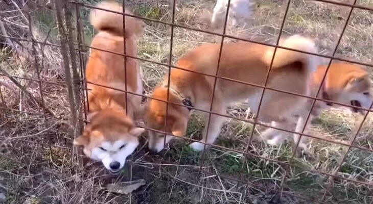 畑ドッグランで大暴走する柴犬ファミリーが陽気すぎる「無邪気で可愛い♡」「駆け回る姿に圧巻」(ブログ)