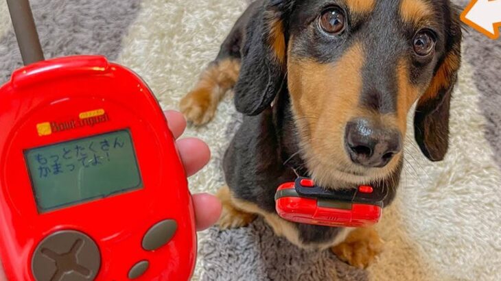 おしゃべりな犬に『翻訳機』を試した結果…”まさかの展開”に72万再生の反響「急に冷たくなるのほんと草」「お茶吹きました」と爆笑の声(ブログ)