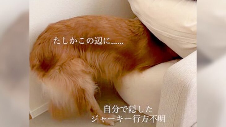 犬がおやつを隠した場所を忘れた結果…まさかの言い分が74万再生を突破「本当に会話してる」「冤罪生まれてて笑った」爆笑の嵐(ブログ)