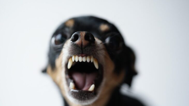 犬が『本気で噛みつく』ときの心理4つ　きっかけとなる飼い主のNG行動や治し方まで(ブログ)