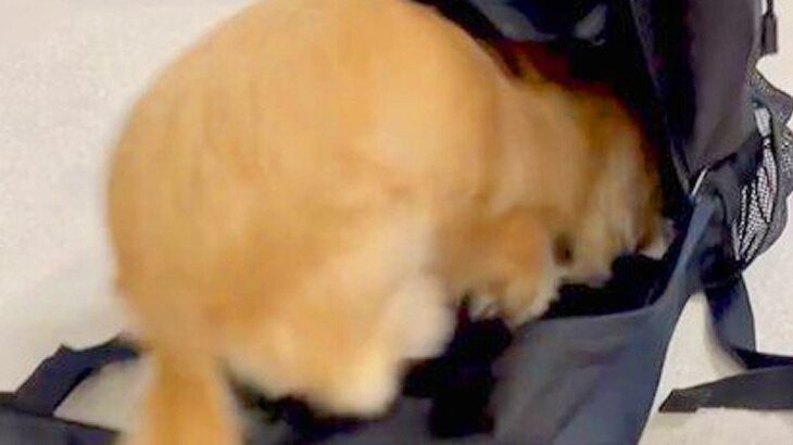 旅行の荷造りをしていたら…犬が『一緒に行きますけど？』と圧をかけてくる光景が302万再生「バッグイン早すぎて草」「かわいいｗ」(ブログ)