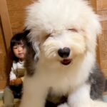 大型犬の子犬が『初めてのトリミング』に行った結果…”巨大化”した可愛い光景に13万回再生の反響「触りたすぎる」「もはやぬいぐるみ」(ブログ)