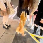 犬の『ナンパ』が上達し過ぎた結果…三度の飯より人が好きな姿が112万再生「凄腕のナンパ師」「無視できないｗ」絶賛コメント続々(ブログ)