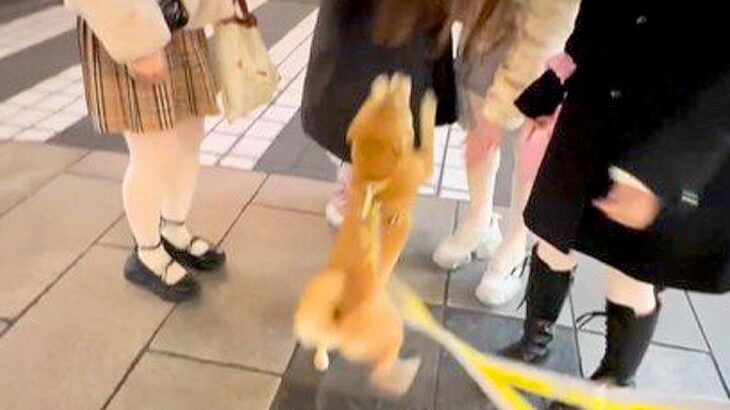 犬の『ナンパ』が上達し過ぎた結果…三度の飯より人が好きな姿が112万再生「凄腕のナンパ師」「無視できないｗ」絶賛コメント続々(ブログ)