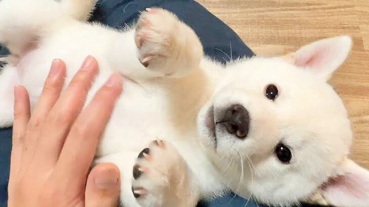 赤ちゃん犬を触っていたら…可愛すぎる『誤作動』に悶絶の嵐「まるでぬいぐるみ」「誤作動でしか得られない成分がある」と3万5000再生(ブログ)
