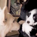 『生まれて60日の赤ちゃん犬』と初めて会ったら…”タジタジしてしまう大型先輩犬”に20万再生の反響「大きいのに可愛いｗ」「優しすぎ」(ブログ)