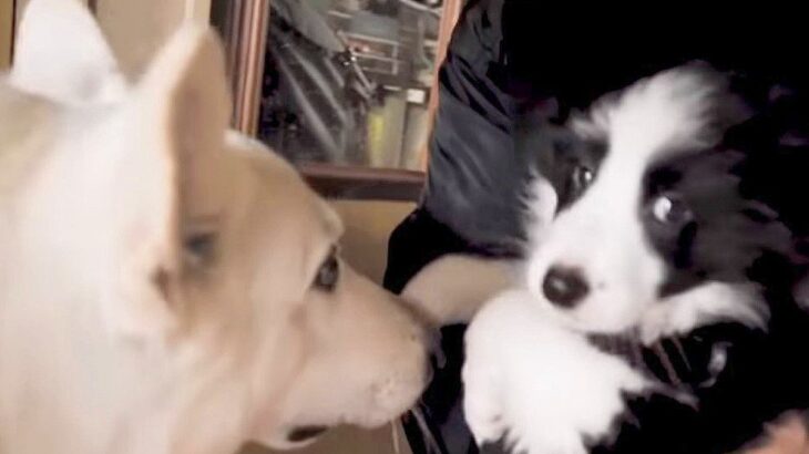 『生まれて60日の赤ちゃん犬』と初めて会ったら…”タジタジしてしまう大型先輩犬”に20万再生の反響「大きいのに可愛いｗ」「優しすぎ」(ブログ)