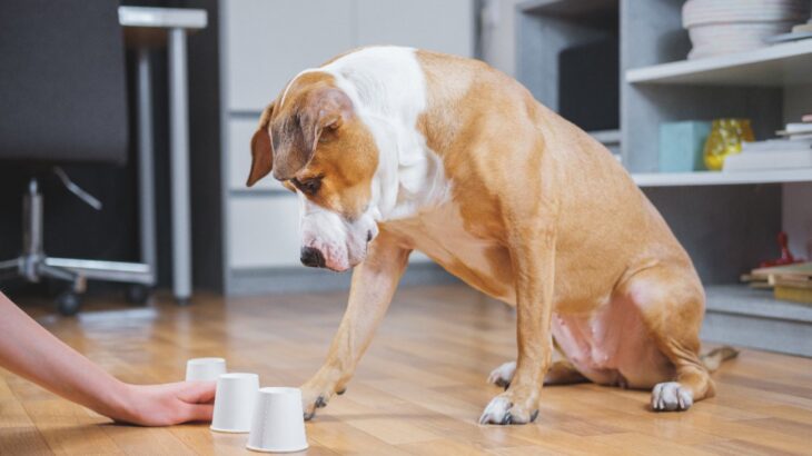 犬の認知機能の構造についての画期的な研究と重要な発見　5年にわたる継続的な認知テストの結果(ブログ)