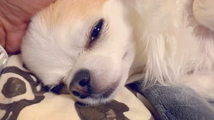 散歩へ行きたくない犬がとった行動…まさかの『眠たいアピール』がバレバレで可愛すぎると41万再生「ピカイチの演技…！」「可愛いお顔」(ブログ)