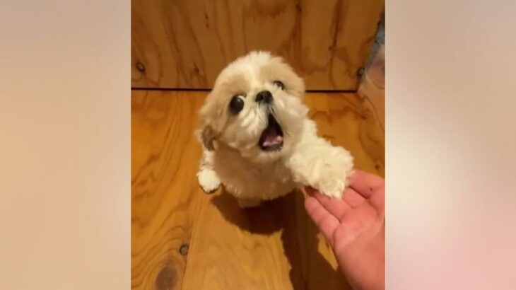 犬に『ガオー』をお願いした結果…会心の一撃が163万再生を突破「想像の30倍ガオーだった」「これは一本勝ち」驚きと絶賛の声続々(ブログ)