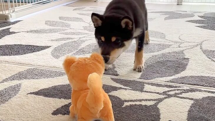 犬に『新しい家族（おもちゃ）』を紹介した結果…全然仲良くなれない光景が1万7000再生「いい反応ｗ」「ずっと見てられる」の声(ブログ)