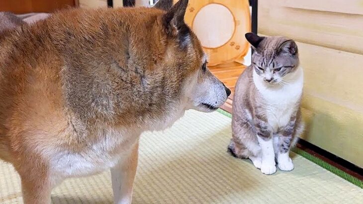 柴犬が『いなくなった猫』を探していたら…衝撃的な”鈍感すぎる光景”が143万再生「本気で心配して優しいｗ」「爆笑した」と絶賛の声(ブログ)
