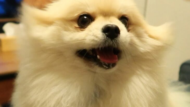 犬への『なでなで』止めてみた反応…可愛すぎる”犬パンチ”が炸裂する光景に1万6000再生の反響「可愛すぎるよ」「癒される」と絶賛の声(ブログ)