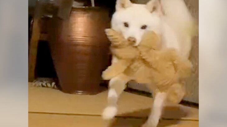 犬の前で泣いてしまった…まさかの『慰める行動』が優しすぎて涙腺崩壊すると440万再生を突破「やだ泣いちゃう」「もはや恋人」感動の声(ブログ)