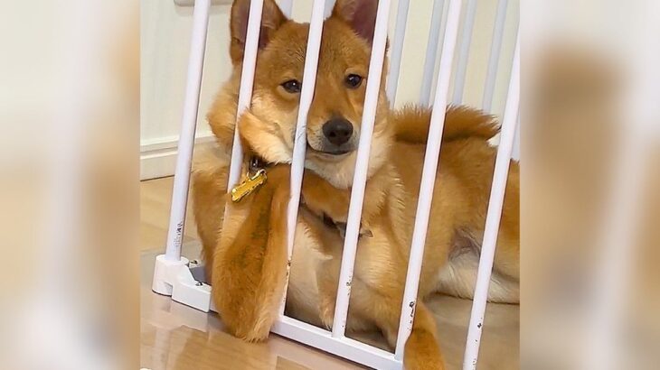『話聞こか？』ふと犬のほうを見てみたら…まさか過ぎる”貫禄ある姿”が172万再生の大反響「こっちが柵の中にいる気分ｗ」と爆笑の嵐(ブログ)