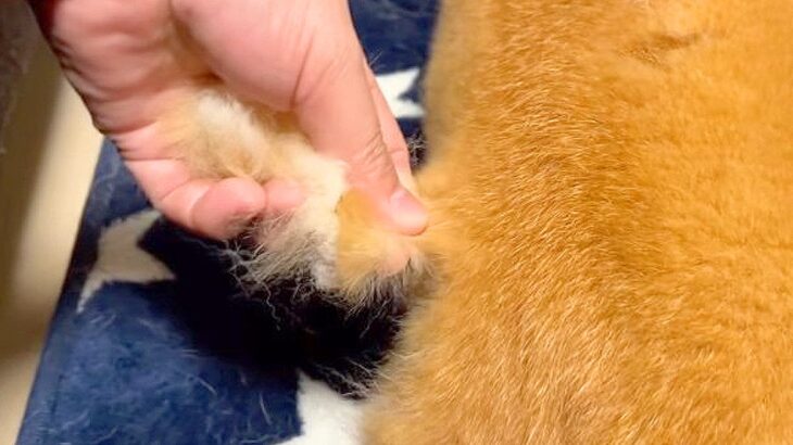柴犬の毛をつまんでみたら…尋常じゃない『抜け毛』に驚きが隠せないと146万再生「もはや楽しいｗ」「これほどだとは」と驚愕の声(ブログ)