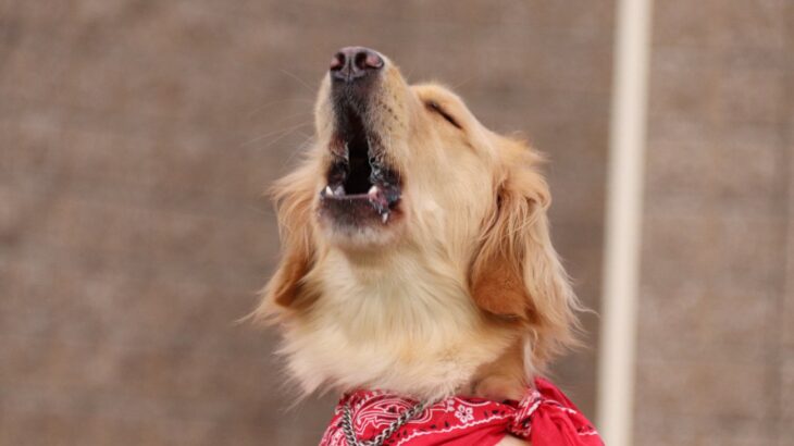 無駄吠えする犬になる『飼い主のNG習慣』5選　むやみに吠えさせない方法や見直すべきお世話(ブログ)