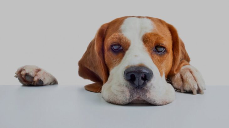 犬の『不満サイン』5選　見逃してはいけない愛犬からの意思表示や飼い主ができる対応策とは(ブログ)