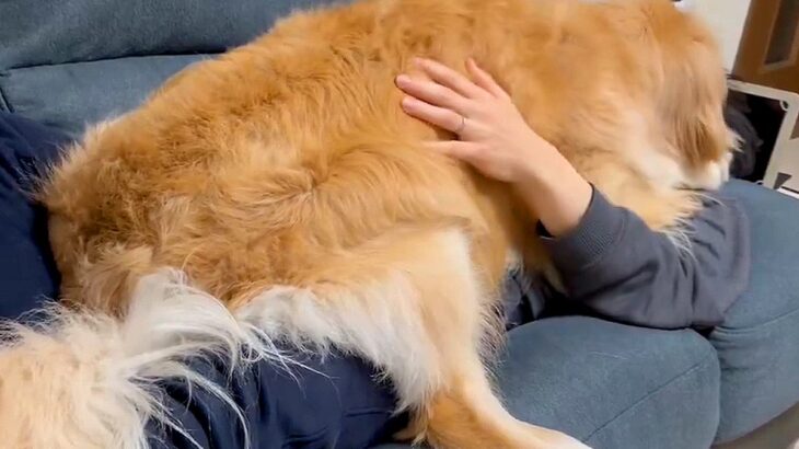 大型犬を『毛布代わり』にした結果…うらやましすぎる光景が285万再生の大反響「最高の重量級毛布」「もっふもふだ…」羨望の声続々(ブログ)