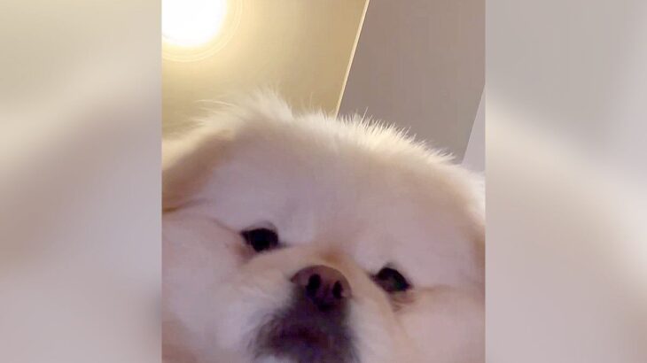スマホを放置していたら…まさかの『犬が自撮りをする光景』に3万7000いいねの大反響「カメラガン見で草」「ビデオ通話してる気分ｗ」(ブログ)