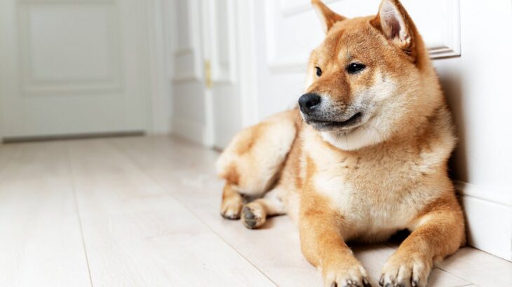 犬が留守番中『不安になってしまう環境』5選　愛犬に辛い思いをさせている状態とは？(ブログ)