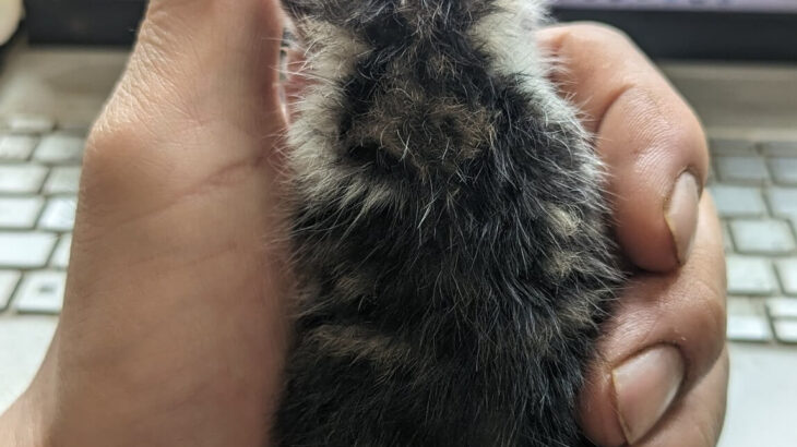 【これは動けない】酪農家に拾われた小さな仔猫ちゃん、片手で持たれたままスヤスヤと眠ってしまう(ブログ)
