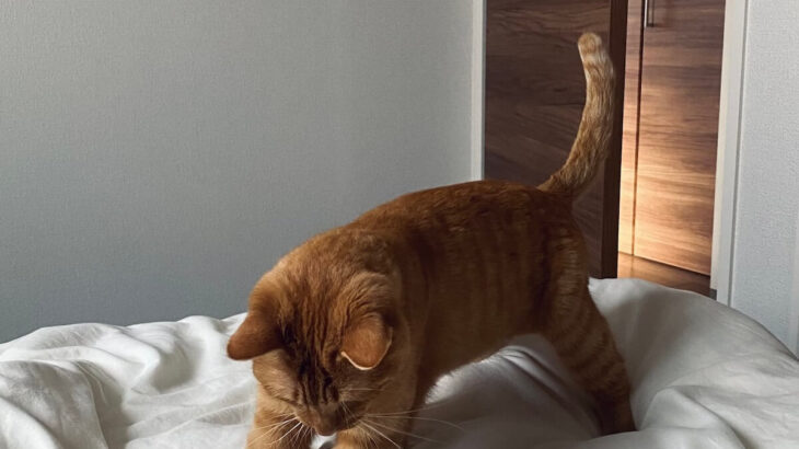 「ごはん食べたよ！」朝昼晩、食後の報告にやって来る猫ちゃん。その可愛すぎる習慣が始まった理由とは？(ブログ)