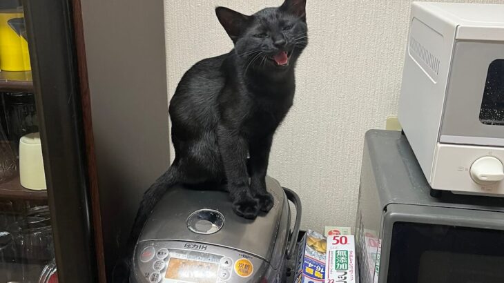 「知能派デモ」ごはんの量を減らされてしまった黒猫ちゃん、対抗策として炊飯器を使わせない暴挙に出る事案が発生(ブログ)