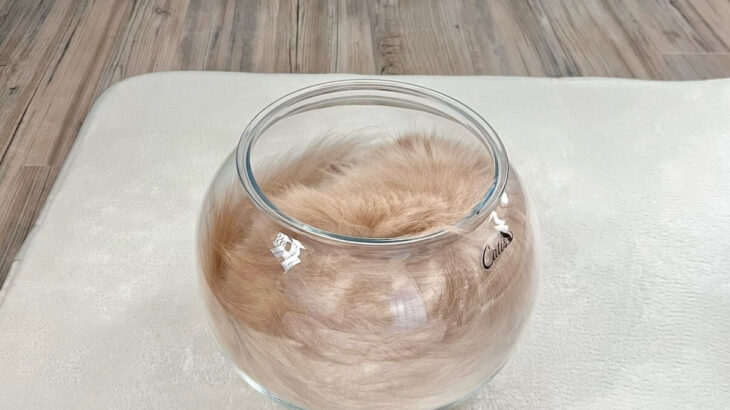 「猫？いや、カフェオレにしか見えない」透明な容器に注がれてドリンクと化した猫ちゃんの姿に大反響(ブログ)