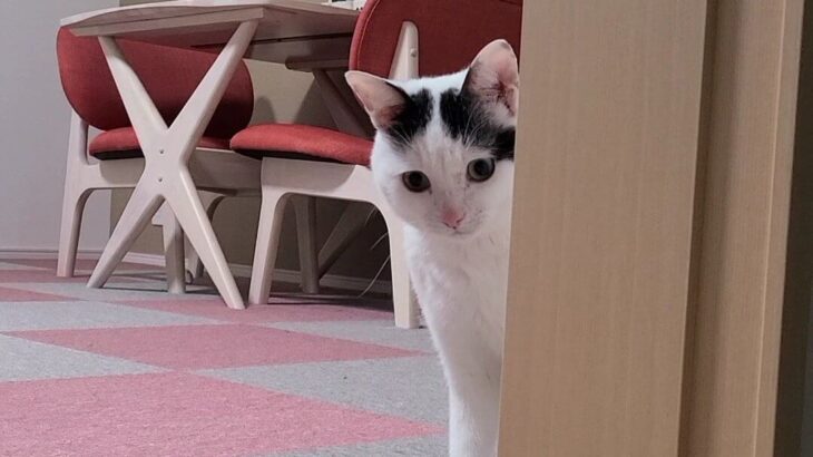 『そこにいましゅか？』と聞いてくる割に、ぜんぜん近寄ってこない猫ちゃん。そのシビアな理由とは…(ブログ)