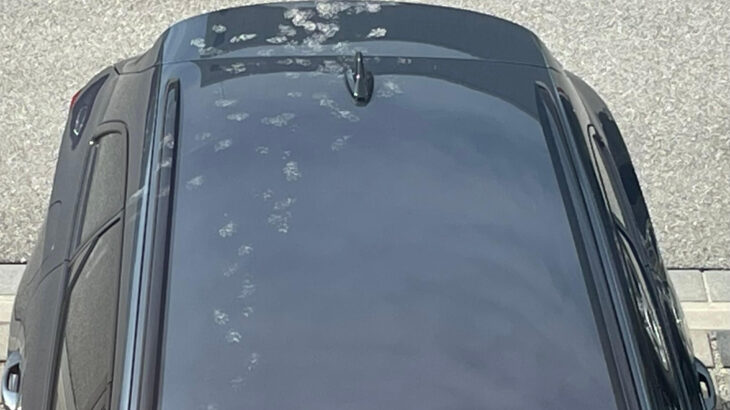同僚の車を見たら…猫の足跡まみれだった！同情しつつも可愛すぎて癒やされるSNSユーザーが続出(ブログ)