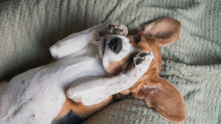 犬が『ごめんなさい…』と飼い主に伝えているサイン5選　飼い主がすべき適切な対応とは？(ブログ)