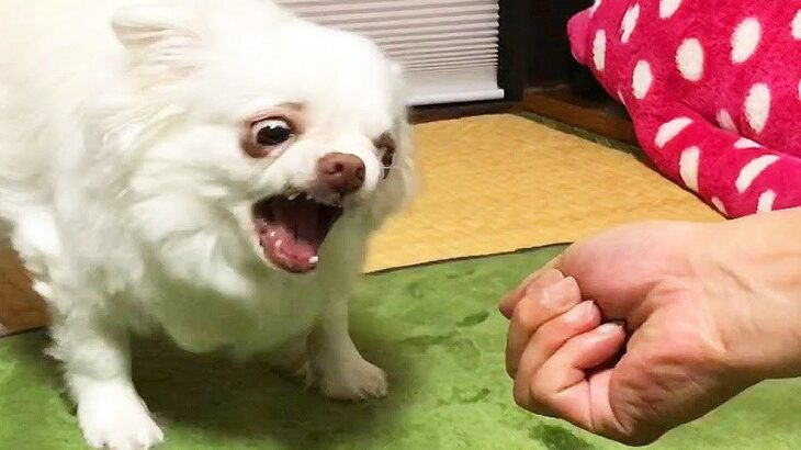 犬に『にぎりっぺ』のふりをした結果…想像以上にキレる光景が316万再生「よっぽど臭かったんだｗ」「本当におならですか？」爆笑の声(ブログ)