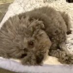 犬が『宝物』を欲しがったら…兄弟の”可愛すぎる攻防の結末”が話題に「犬も人間も兄弟は同じだねｗ」「拗ねるの可愛すぎ」と賞賛の声(ブログ)