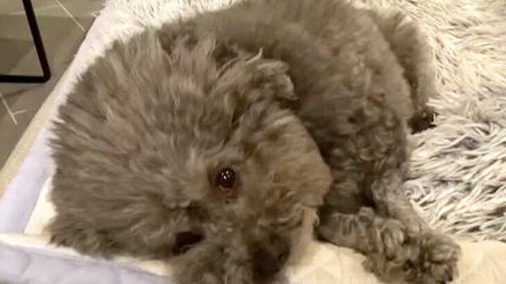 犬が『宝物』を欲しがったら…兄弟の”可愛すぎる攻防の結末”が話題に「犬も人間も兄弟は同じだねｗ」「拗ねるの可愛すぎ」と賞賛の声(ブログ)