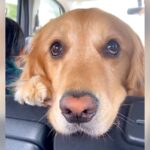 犬が『じーーっ』とこちらを見る理由…飼い主の”切ない勘違い”が208万再生を突破「おにぎりが強すぎたｗ」「飼い主あるあるですね」の声(ブログ)