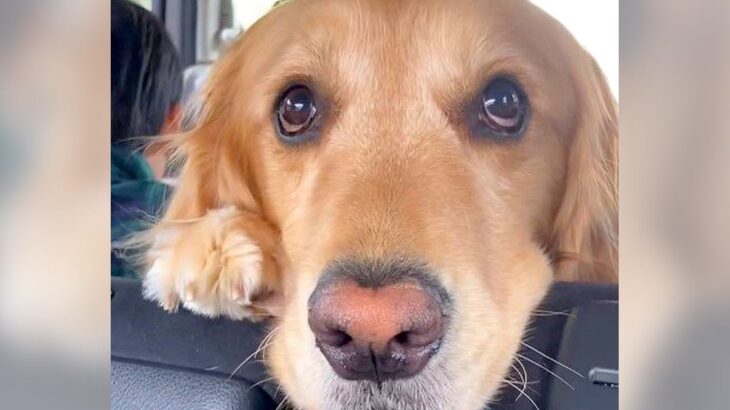 犬が『じーーっ』とこちらを見る理由…飼い主の”切ない勘違い”が208万再生を突破「おにぎりが強すぎたｗ」「飼い主あるあるですね」の声(ブログ)